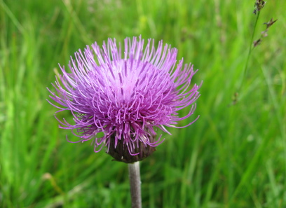 Foto av cirsium