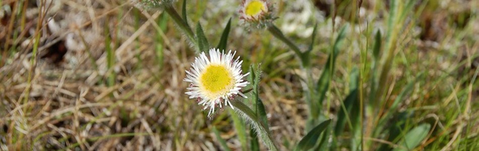 Foto av erigeron
