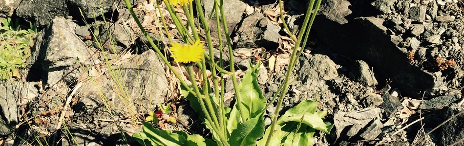 Foto av hypochaeris