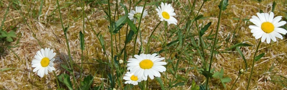 Foto av vulgare