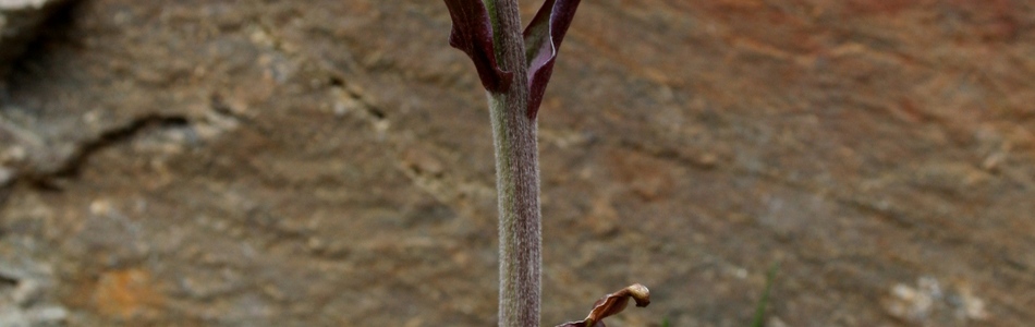 Foto av petasites