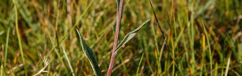 Foto av saussurea