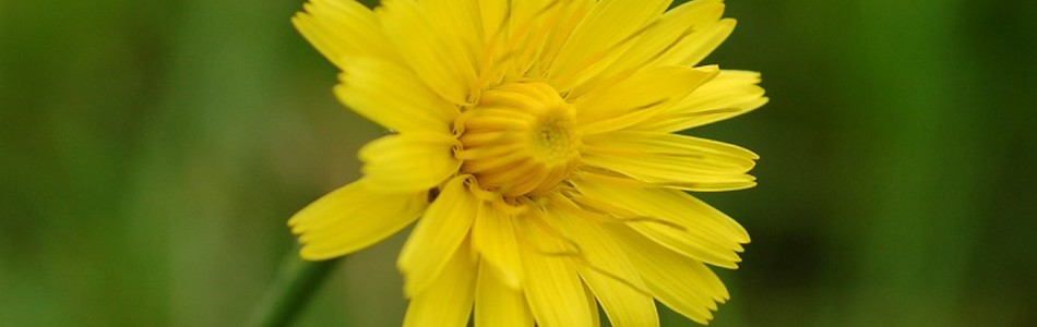Foto av autumnalis
