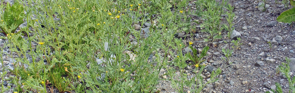 Foto av viscosus