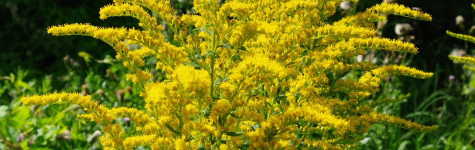 Foto av solidago