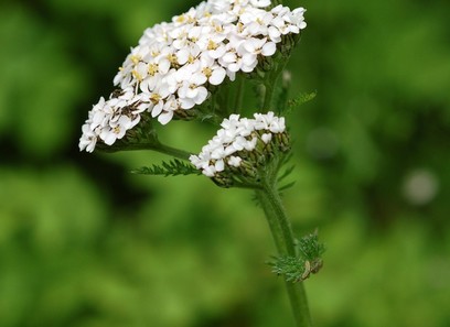 Foto av asteraceae