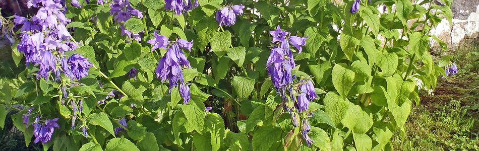 Foto av campanula