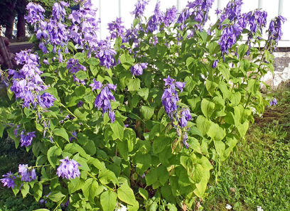 Foto av campanulaceae