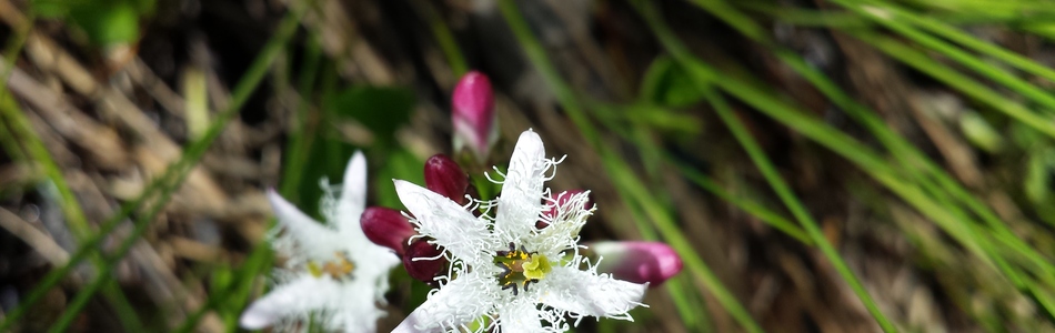 Foto av trifoliata
