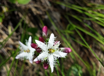 Foto av menyanthaceae