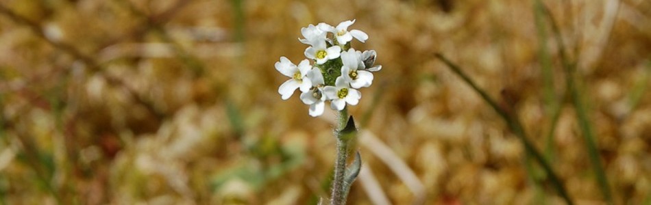 Foto av draba