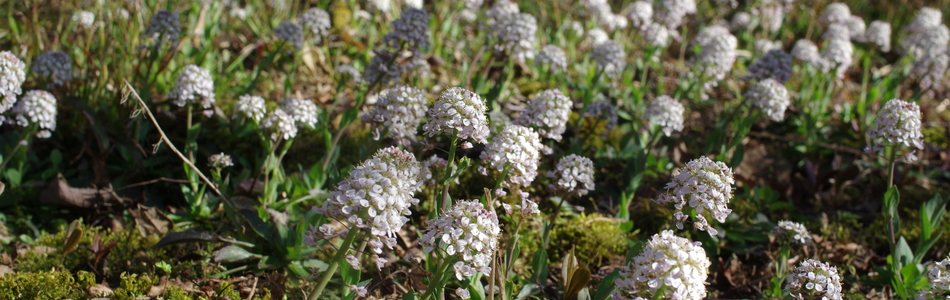 Foto av caerulescens