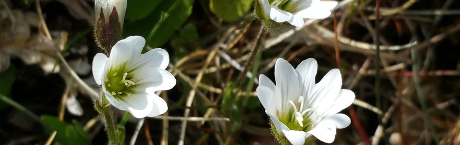 Foto av cerastium