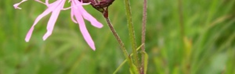 Foto av lychnis