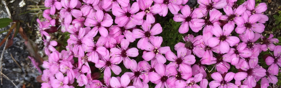 Foto av silene