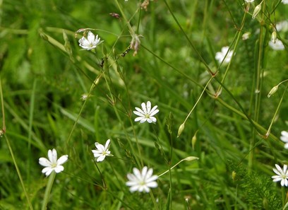 Foto av stellaria