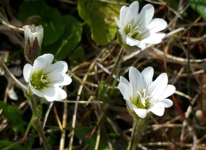 Foto av caryophyllaceae