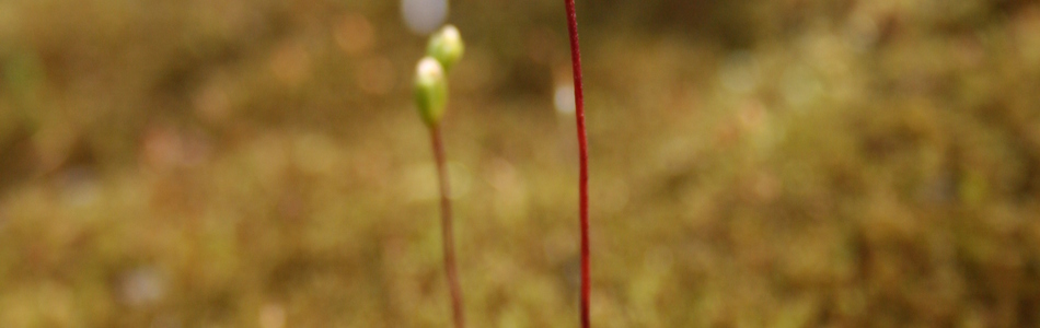 Foto av rotundifolia