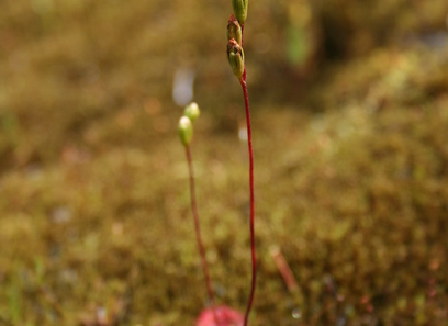 Foto av droseraceae