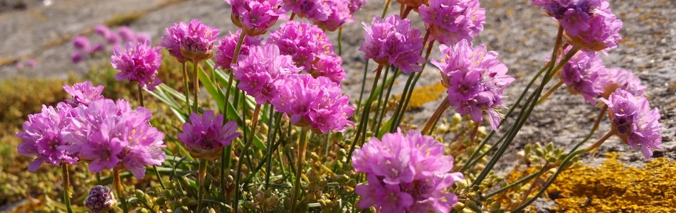 Foto av armeria