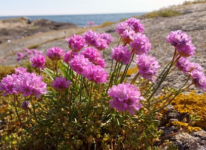 Foto av plumbaginaceae