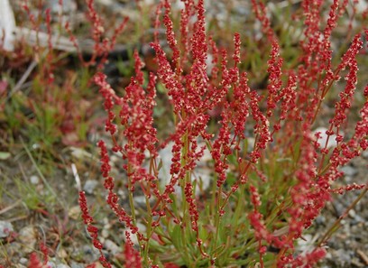 Foto av rumex