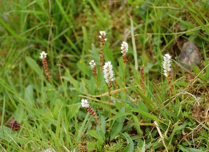 Foto av polygonaceae