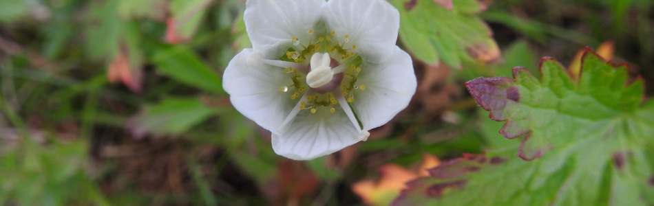 Foto av parnassia