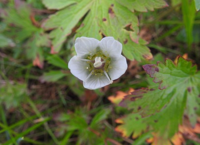 Foto av celastraceae