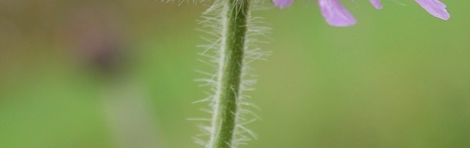 Foto av arvensis
