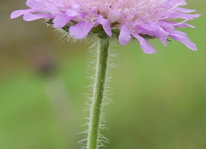 Foto av caprifoliaceae