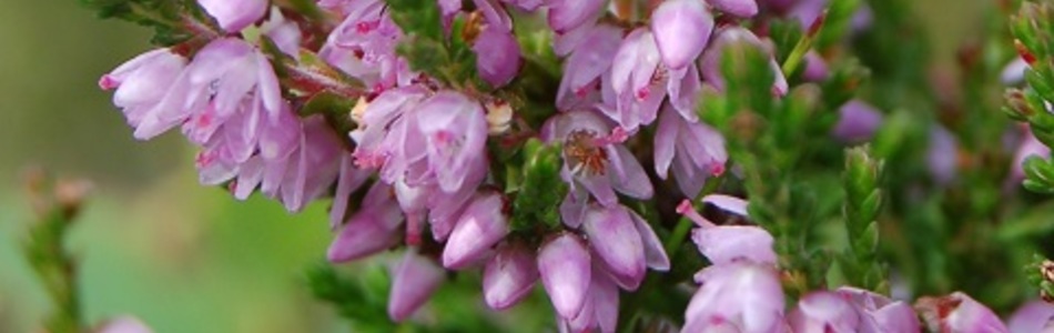 Foto av calluna
