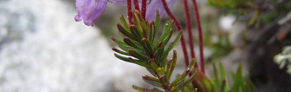 Foto av phyllodoce