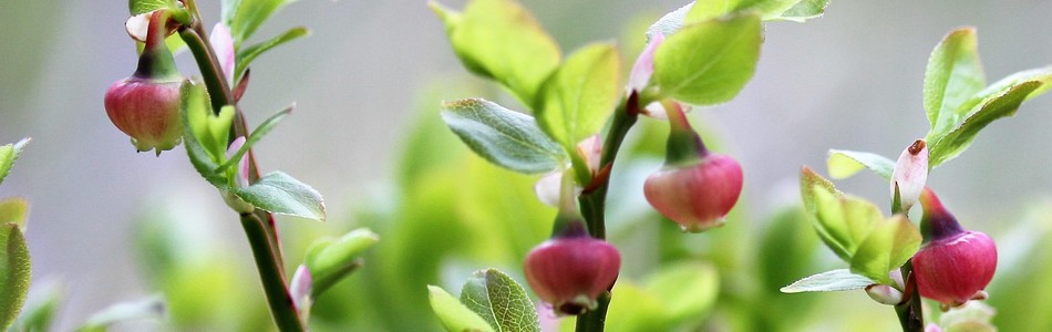 Foto av myrtillus