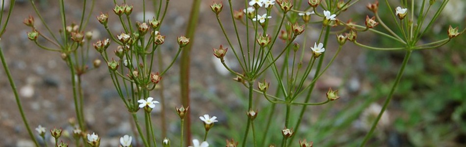 Foto av androsace