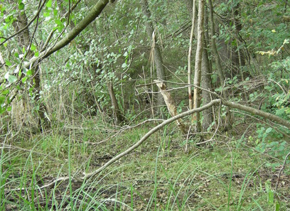 Foto av lysimachia