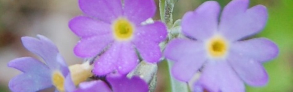 Foto av primula