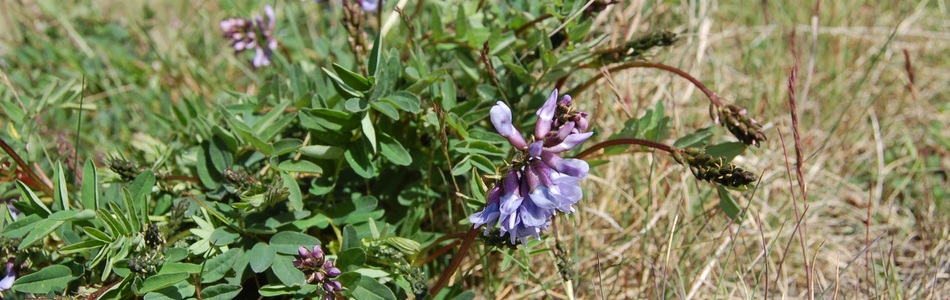 Foto av norvegicus