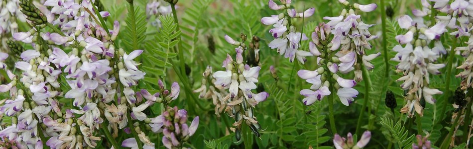 Foto av astragalus