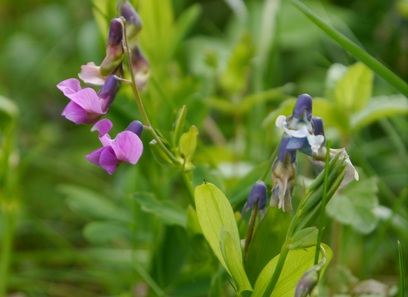 Foto av lathyrus