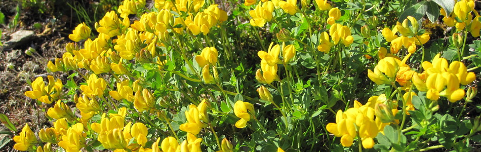 Foto av corniculatus