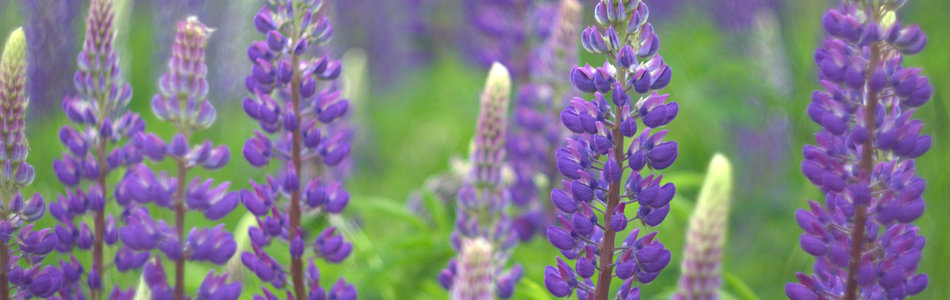 Foto av lupinus