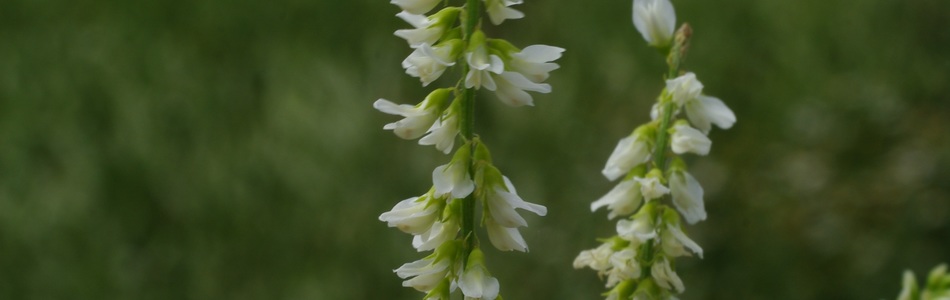 Foto av melilotus