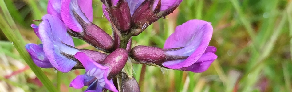 Foto av oxytropis