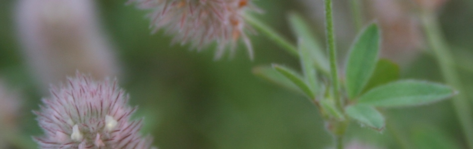 Foto av trifolium