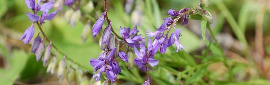 Foto av polygala