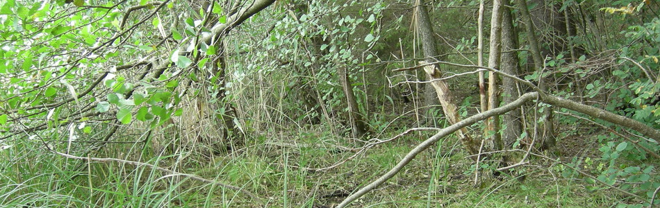Foto av alnus