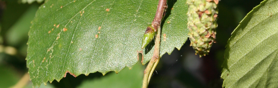 Foto av pubescens