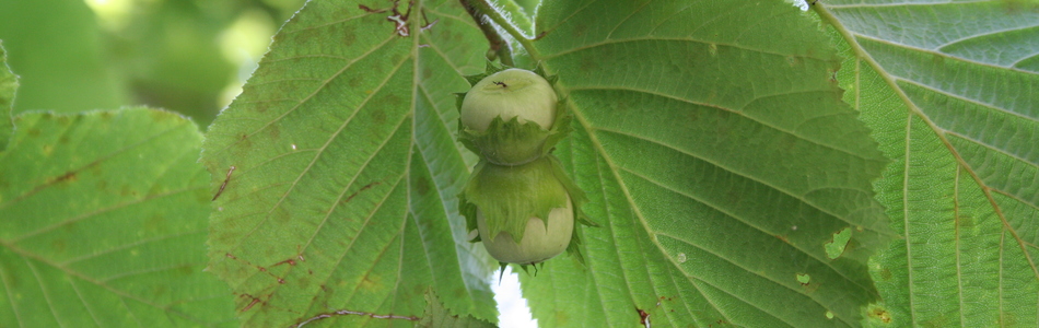 Foto av corylus