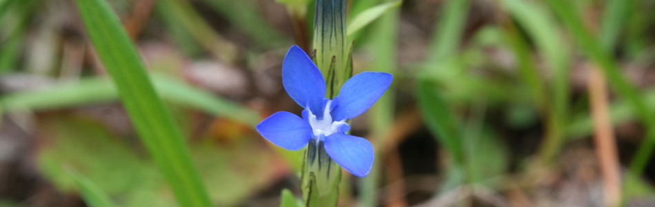 Foto av gentiana